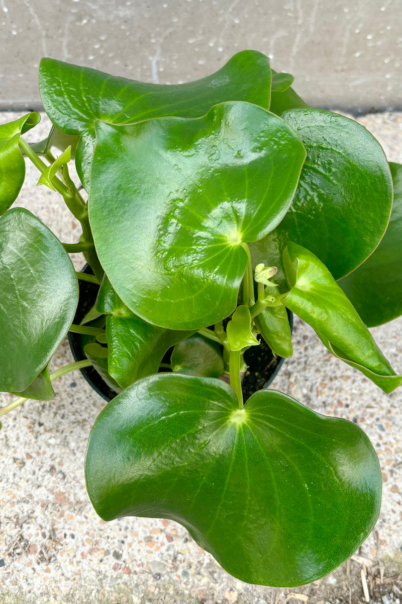 Overhead view of Peperomia polybotrya plant with large, heart shaped, succulent green leaves in a green plastic growers pot against cement background