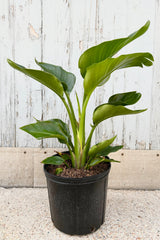 Strelitzia nicolai in a black growers pot against a grey background