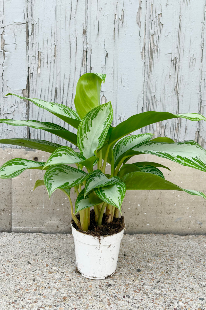 Aglaonema Leprachaun plant with silver upright leaves with dark green striped margin against grey background