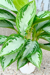 Close up photo of Aglaonema Leprachaun leaves with silver leaves and dark green striped margin against grey background