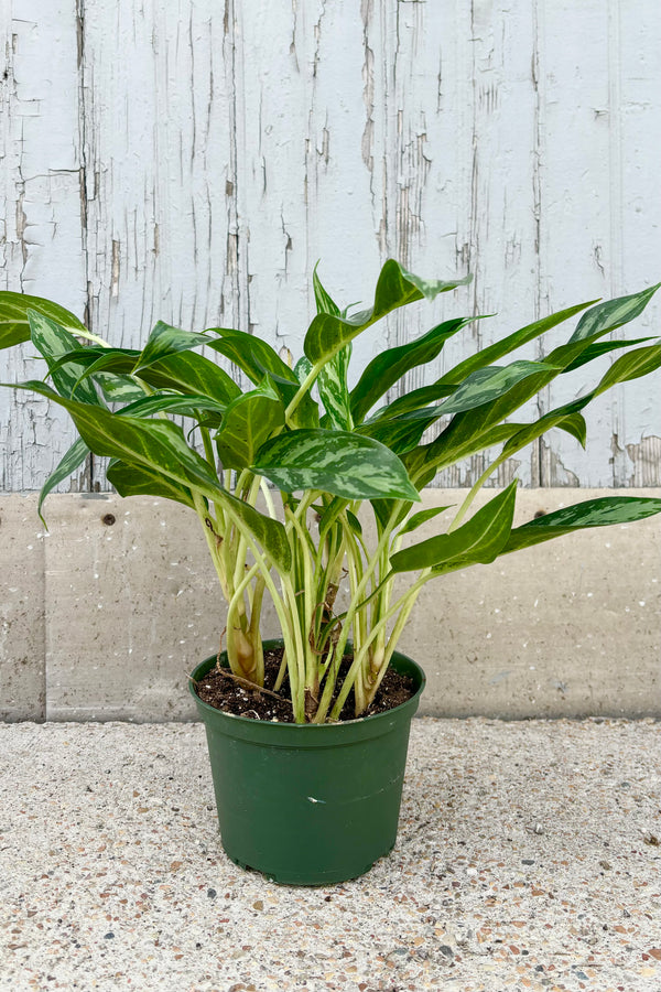 Aglaonema 'Mondo Bay' has upright spear shaped light green leaves with dark green stripes on light green stems against grey background