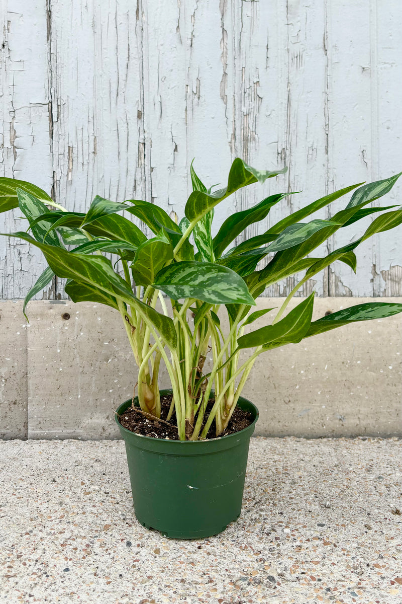 Aglaonema 'Mondo Bay' has upright spear shaped light green leaves with dark green stripes on light green stems against grey background