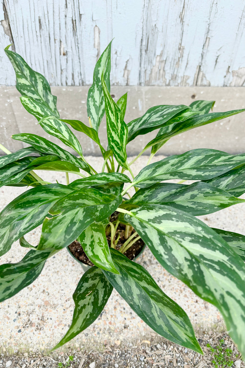 Overhead detail of Aglaonema 'Mondo Bay' upright spear shaped light green leaves with dark green stripes against grey background