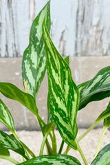Detail of Aglaonema 'Mondo Bay' upright spear shaped light green leaves with dark green stripes against grey background