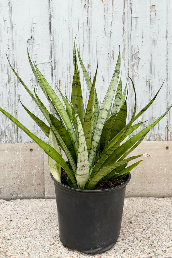 Full view of Sansevieria 'Silver Streak' featuring vertical, spear shaped, silvery green leaves with dark green patterning throughout against grey wall at Sprout Home