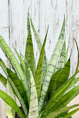 Detail of Sansevieria 'Silver Streak' featuring vertical, spear shaped, silvery green leaves with dark green patterning throughout against grey wall at Sprout Home