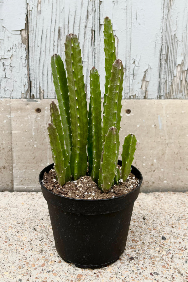 Stapelia "Carrion Flower" plant with green vertical squared off  spineless stems in varying heights in a black growers pot against a cement wall.