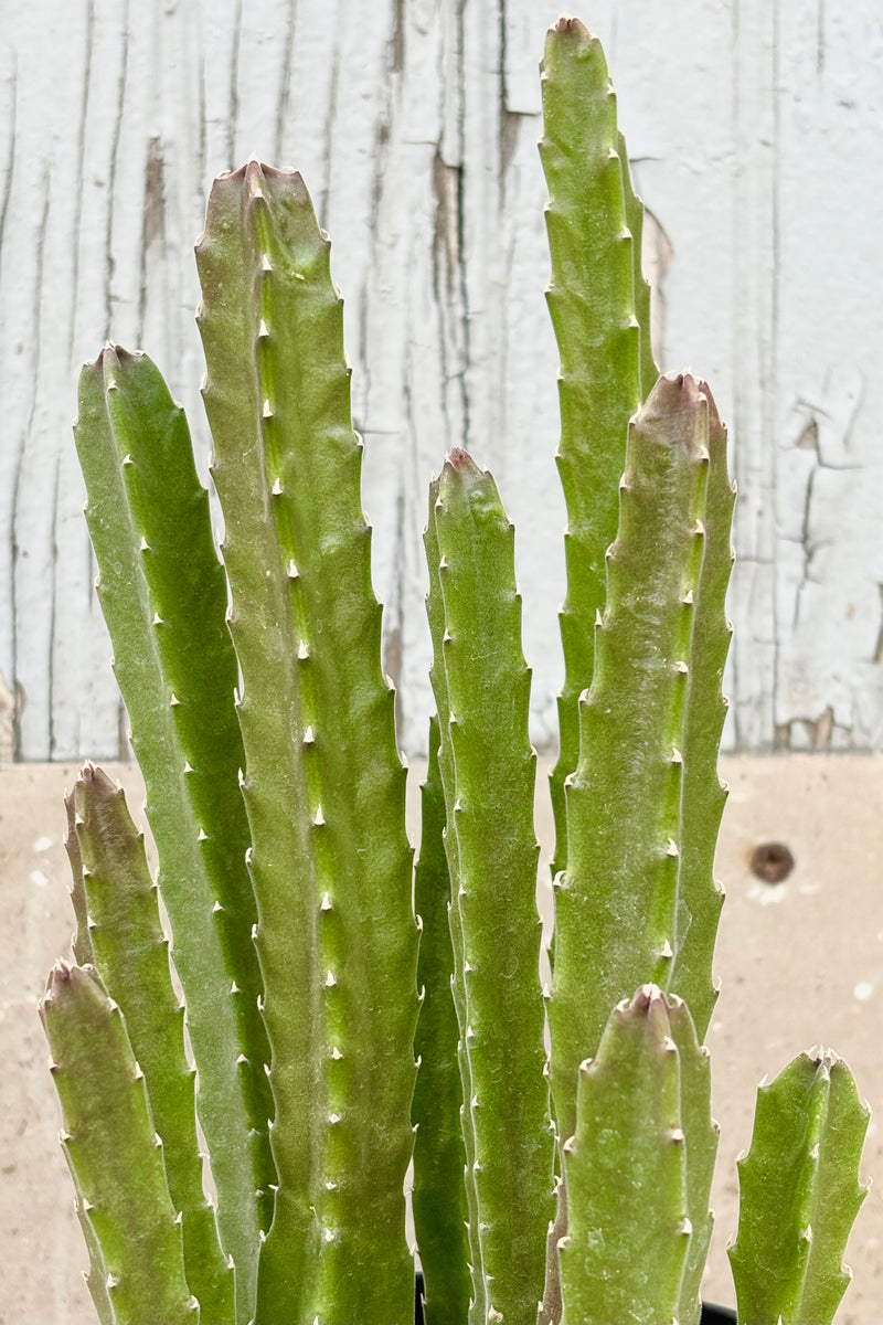 Detail photo of Stapelia "Carrion Flower" plant with green vertical squared off  spineless stems in varying heights against a grey wall