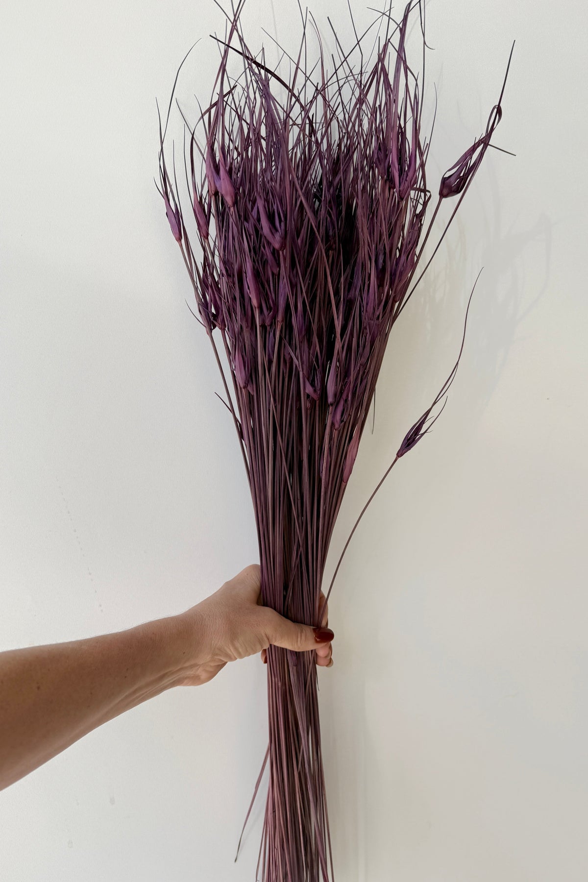 Capin Stella Violet Color Preserved Bunch being held against a white wall ©Sprout Home