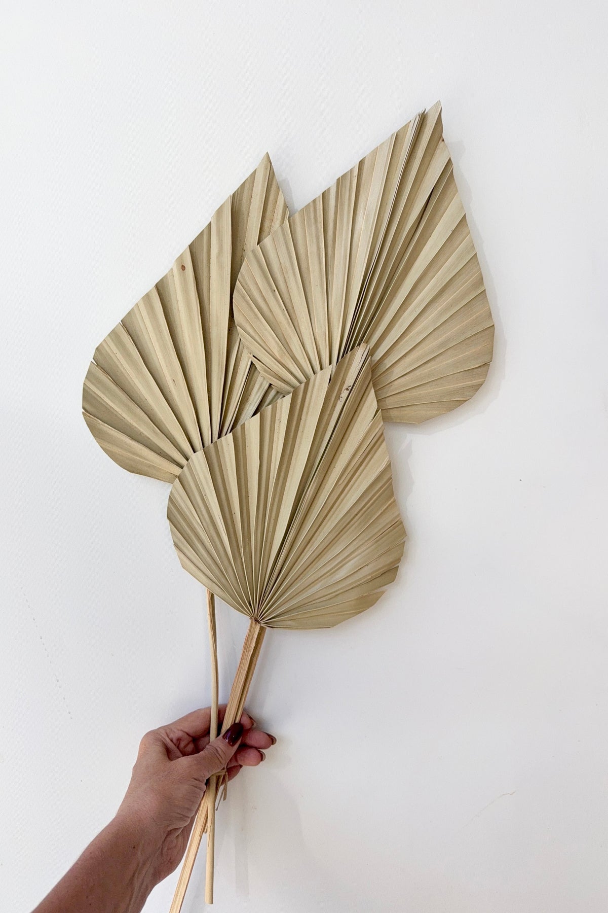 Palm Spear Gigante Natural Color Preserved Bunch against a white wall ©Sprout Home