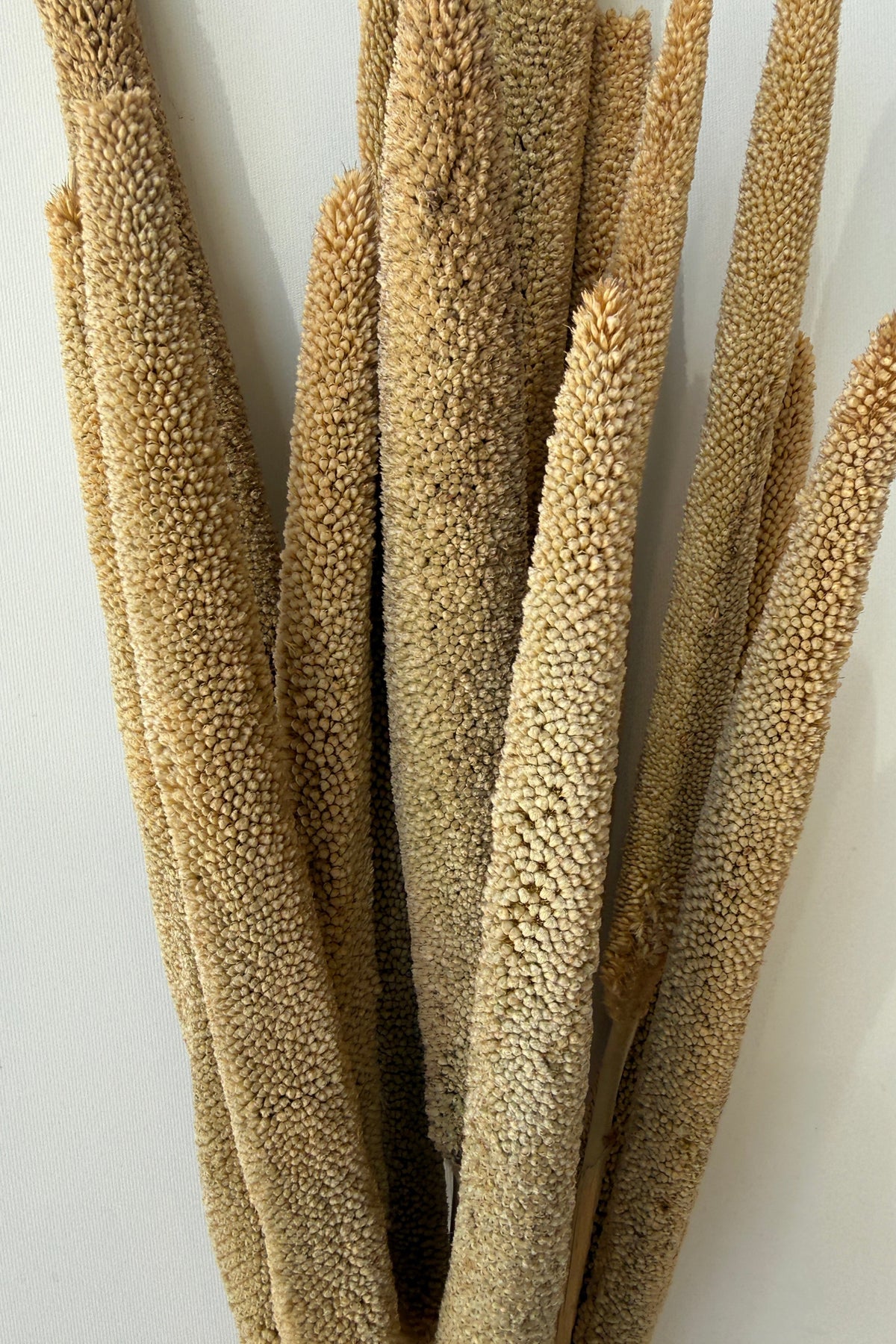 Babala Natural Color Preserved Bunch detaiil ©Sprout Home
