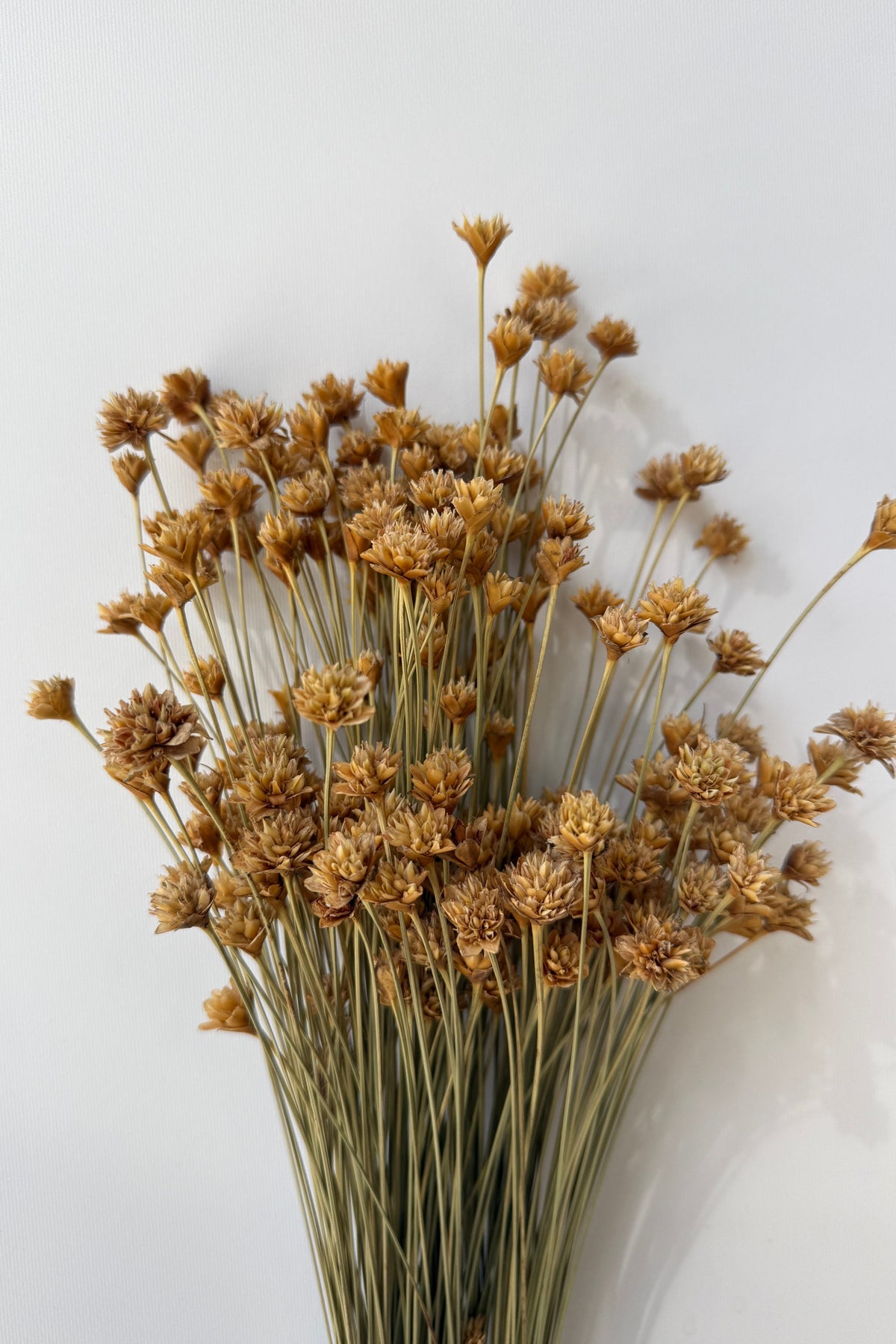 up close detail of Hill Flower Natural Color Preserved Bunch ©Sprout Home