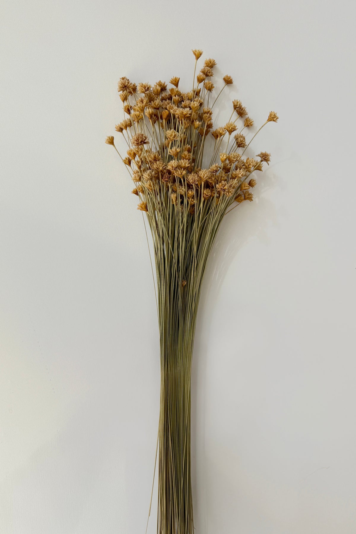 Hill Flower Natural Color Preserved Bunch on a white background ©Sprout Home
