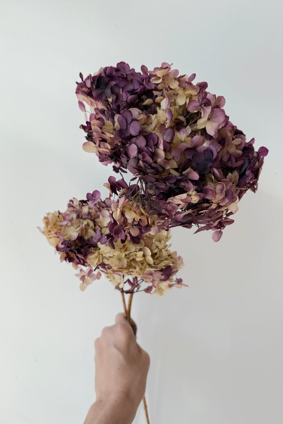 Hydrangea Cabeza Natural Lilac Color Preserved Stems against a white backdrop ©Sprout Home