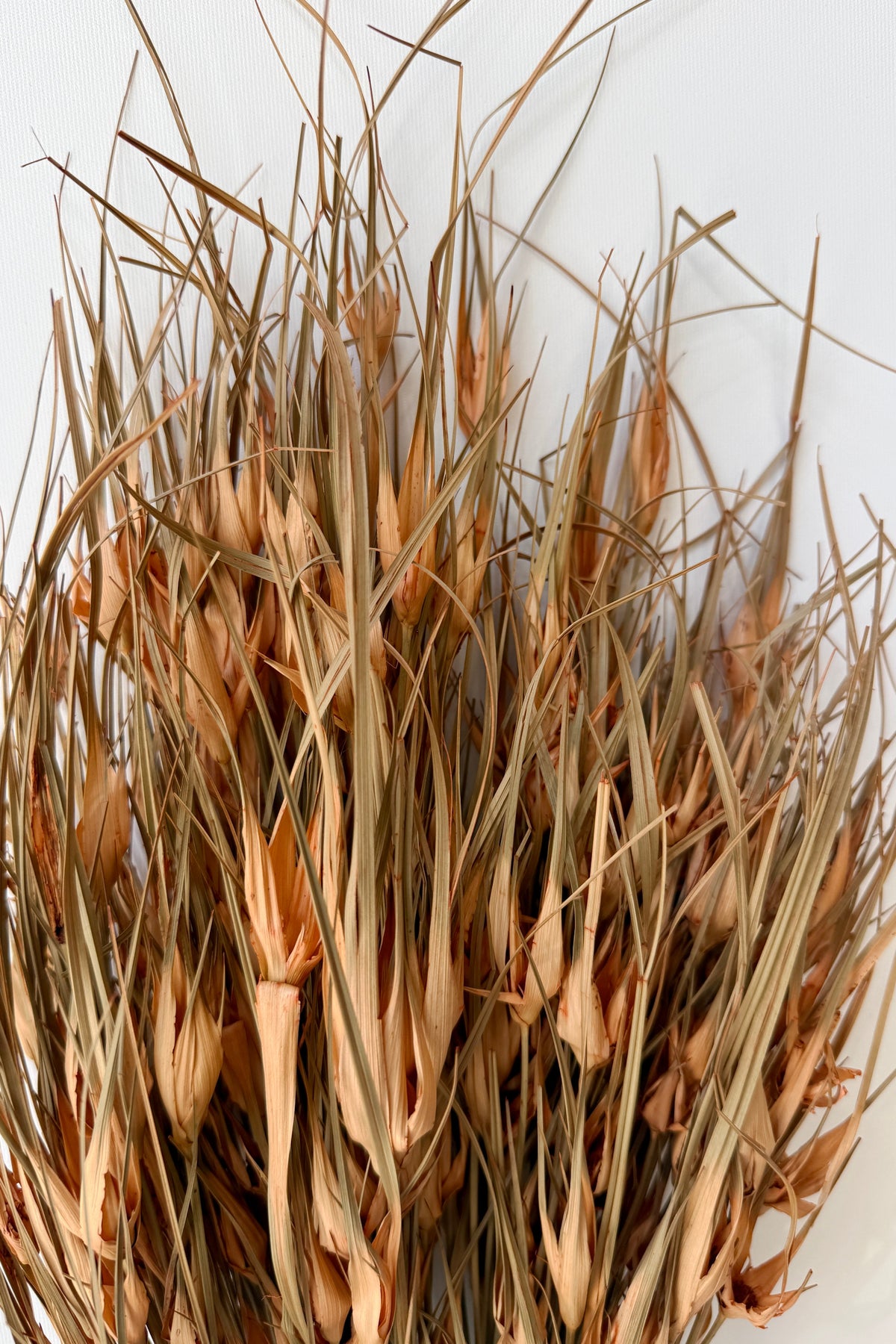 Capin Stella Peach Color Preserved Bunch up close detail on white ©Sprout Home
