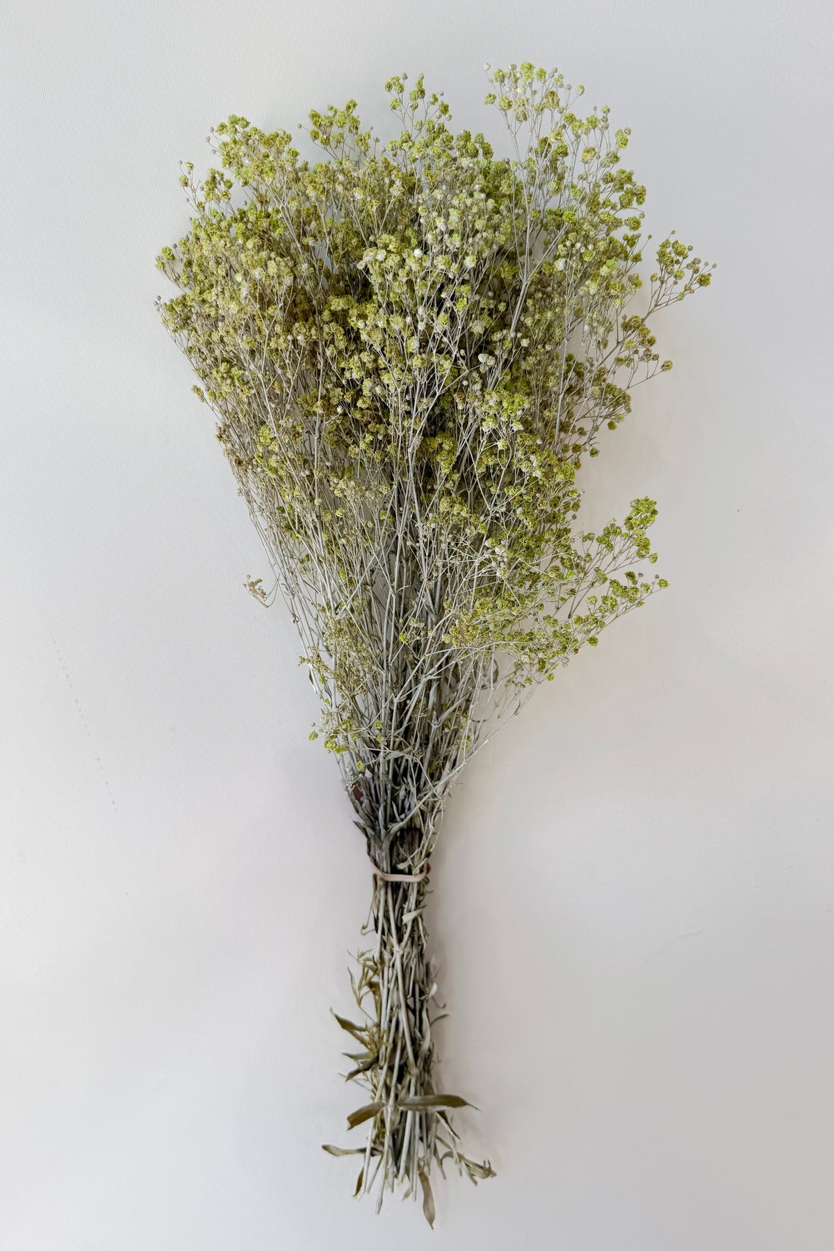 Gypsophila Paniculata Dusty Light Green Color Preserved Bunch against a grey white wall ©Sprout Home