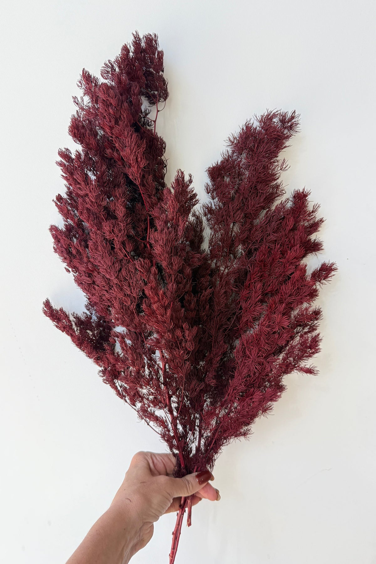 Asparagus Ming Burgundy Color Preserved Bunch against a white wall ©Sprout Home