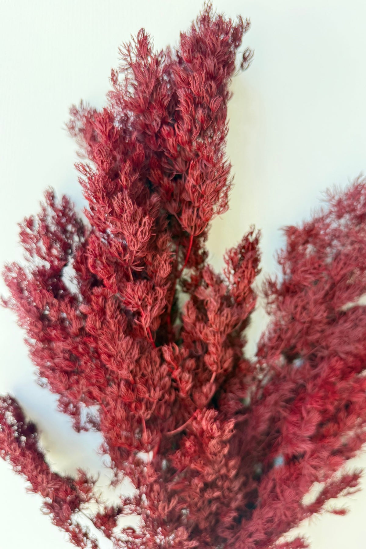 Asparagus Ming Burgundy Color Preserved Bunch detail on a white grey background ©Sprout Home