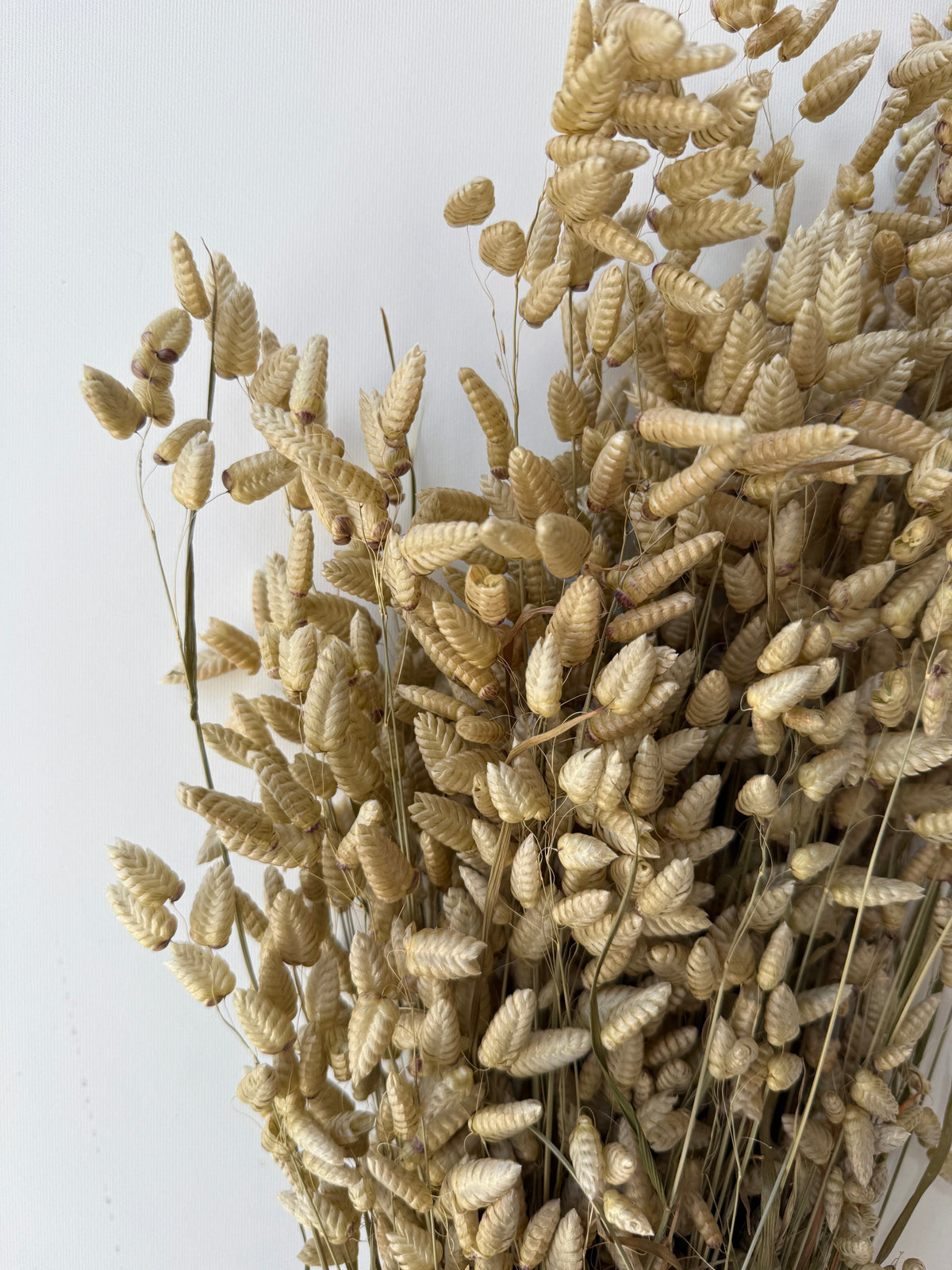 detail up close image of Briza Maxima Natural Preserved ©Sprout Home