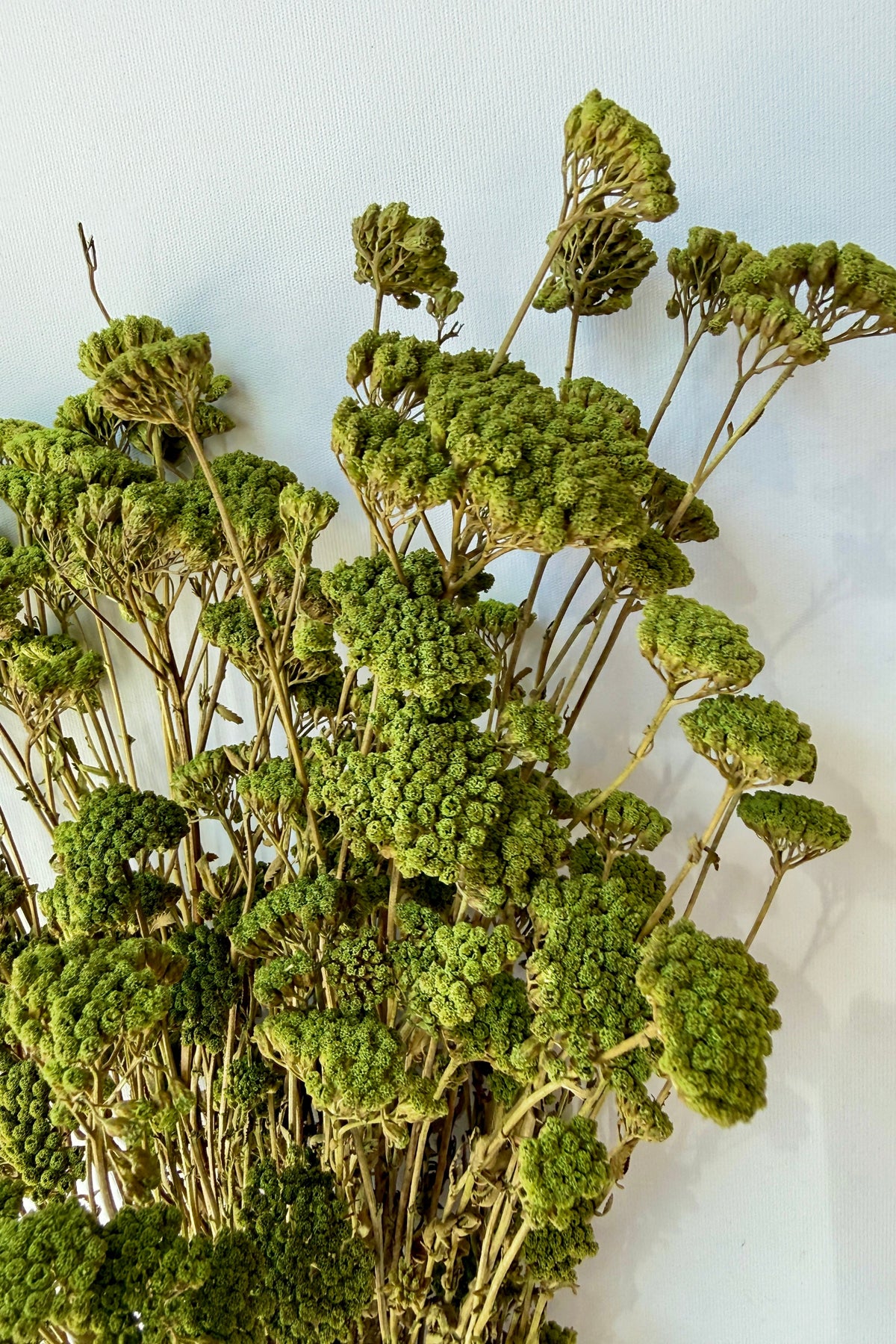 Achillea Silvestre Olive Color Preserved Bunch close up detail on white ©Sprout Home