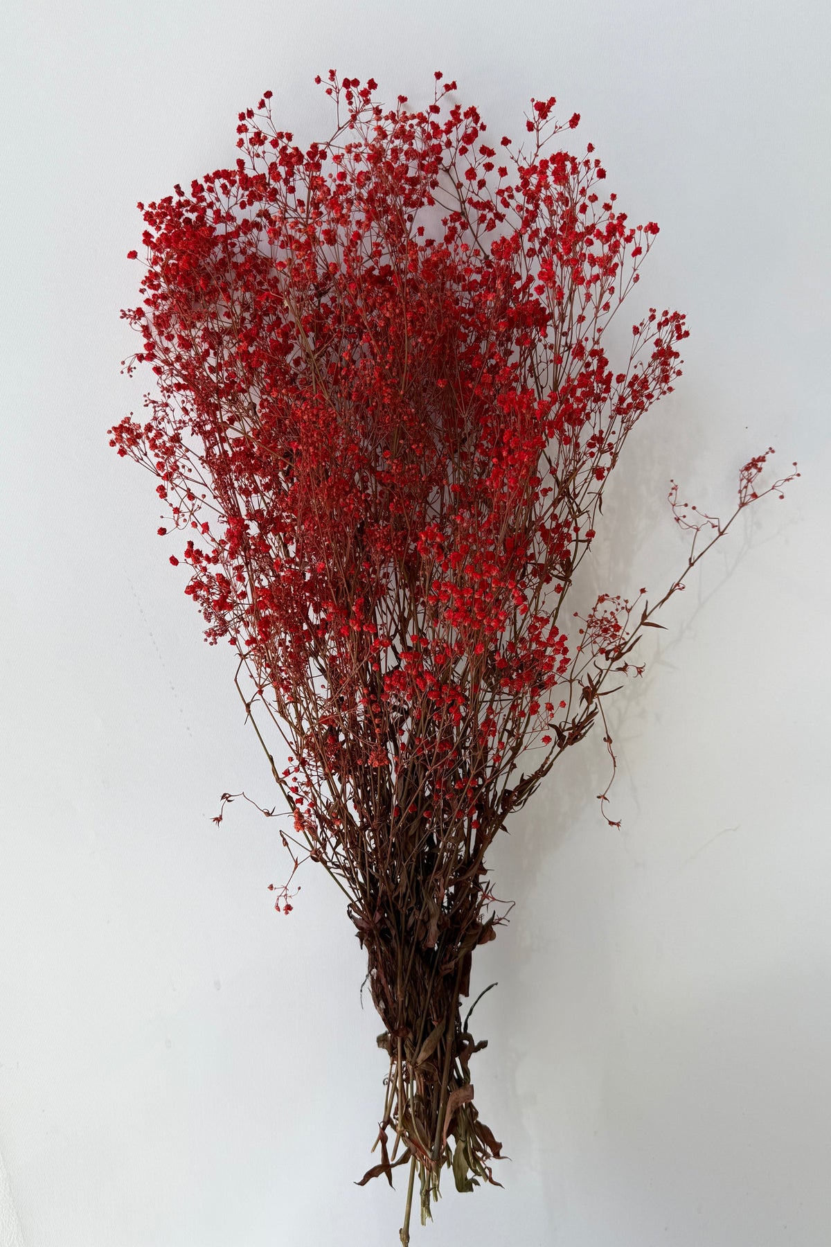 Gypsophila Paniculata Red Color Preserved Bunch against a grey wall ©Sprout Home