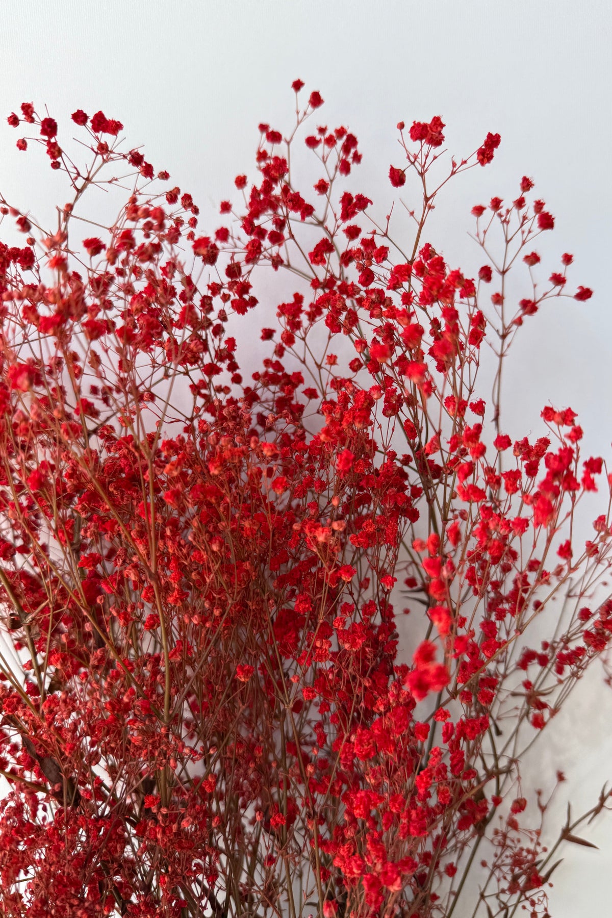 detail of Gypsophila Paniculata Red Color Preserved against a grey wall ©Sprout Home