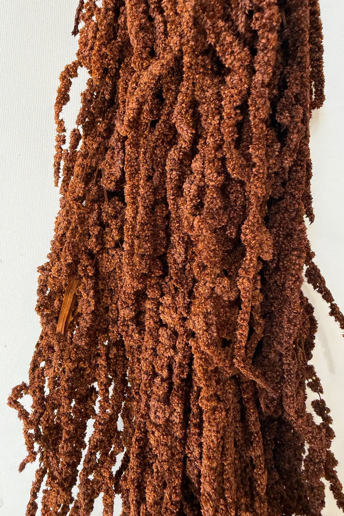 Amaranthus Mocha Color Preserved Bunch detail ©Sprout Home