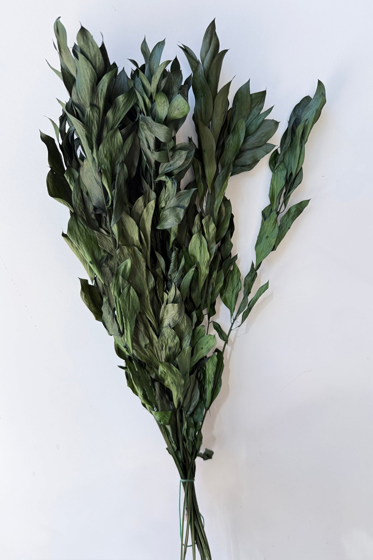 Ruscus Gigante Natural Green Colored Preserved Bunch against a gray wall ©Sprout Hoe