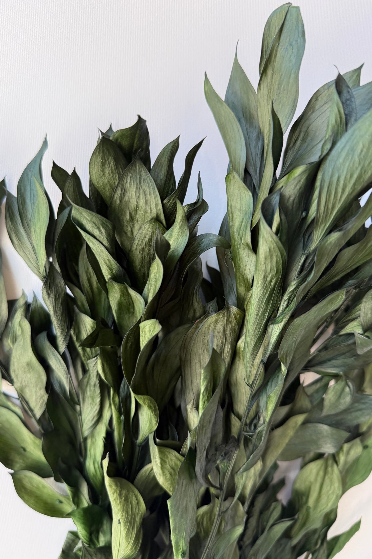 Ruscus Gigante Natural Green Colored Preserved tips against a gray wall ©Sprout Home