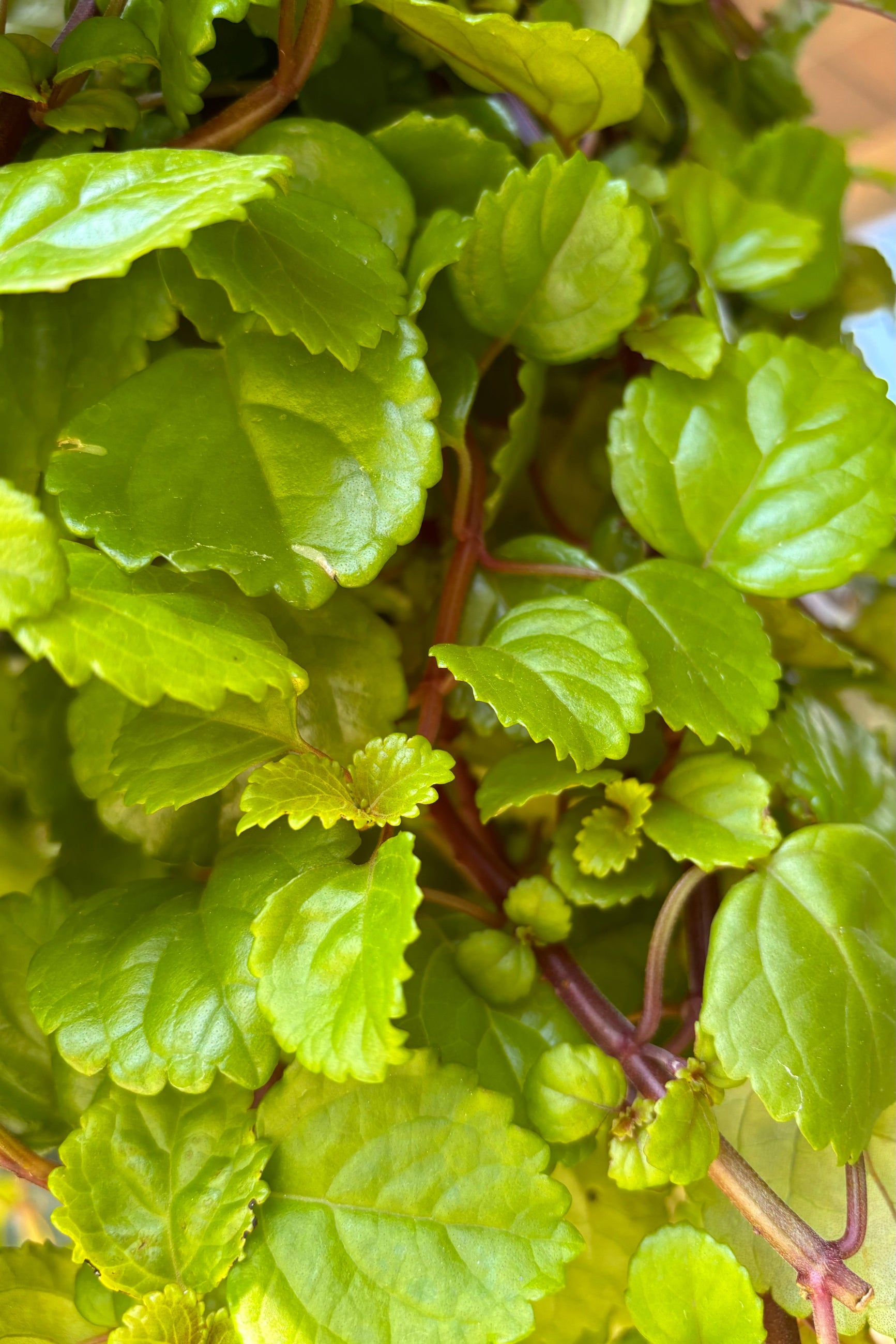 Close up of Plectranthus australis plant with waxy, bright green, ruffled, round leaves on red stems  ©Sprout Home
