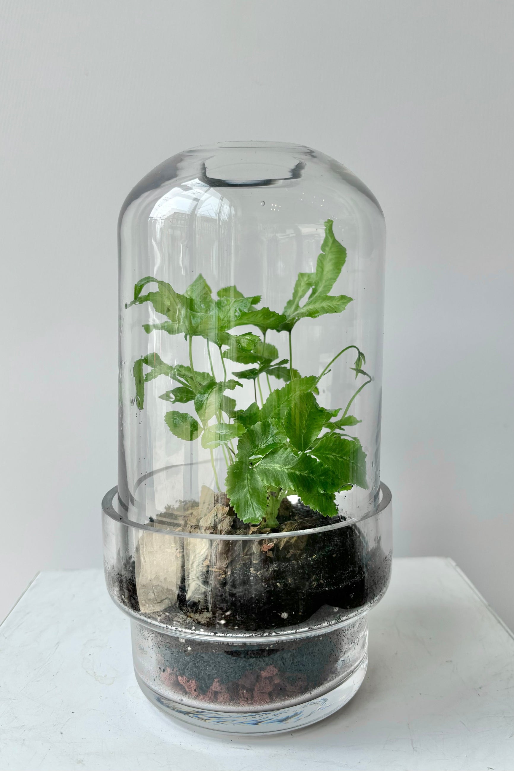 Two piece clear glass, capsule style terrarium with green plant against white background