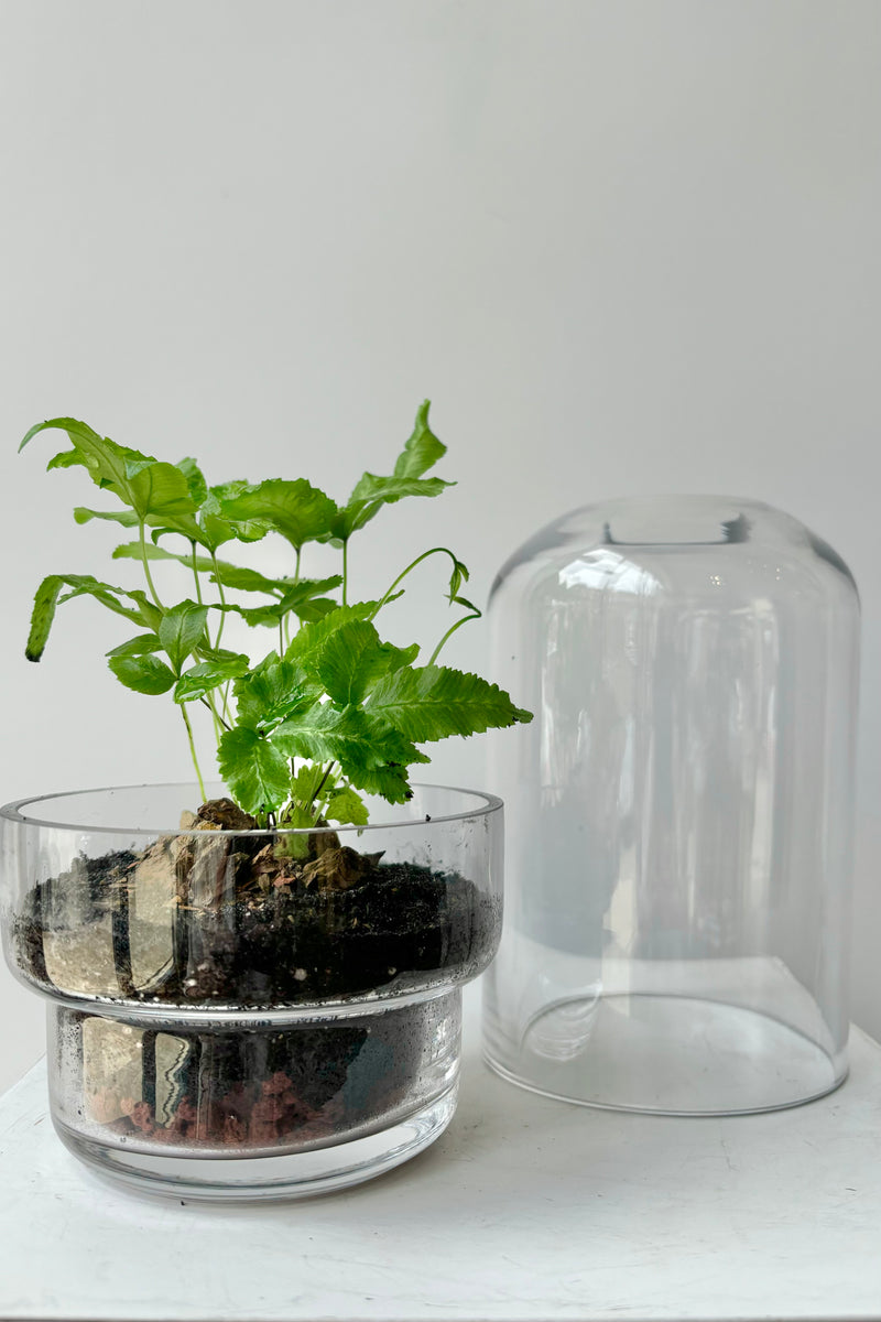 Two piece clear glass, capsule style terrarium displayed with green plant in base and lid removed against white background