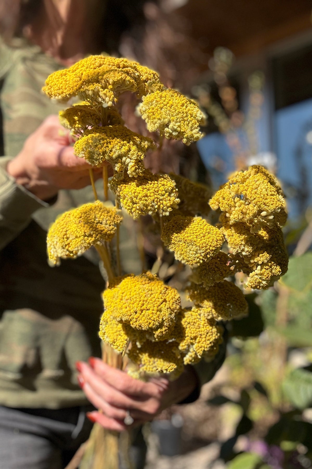  a person with a camo sweatshirt holding in hand Achillea Natural Yellow Preserved Bunch outside ©Sprout Home