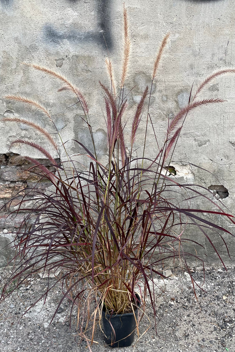 Pennisetum 'Rubrum' in a #1 growers pot mid August showing off its burgundy color and flower blooms.