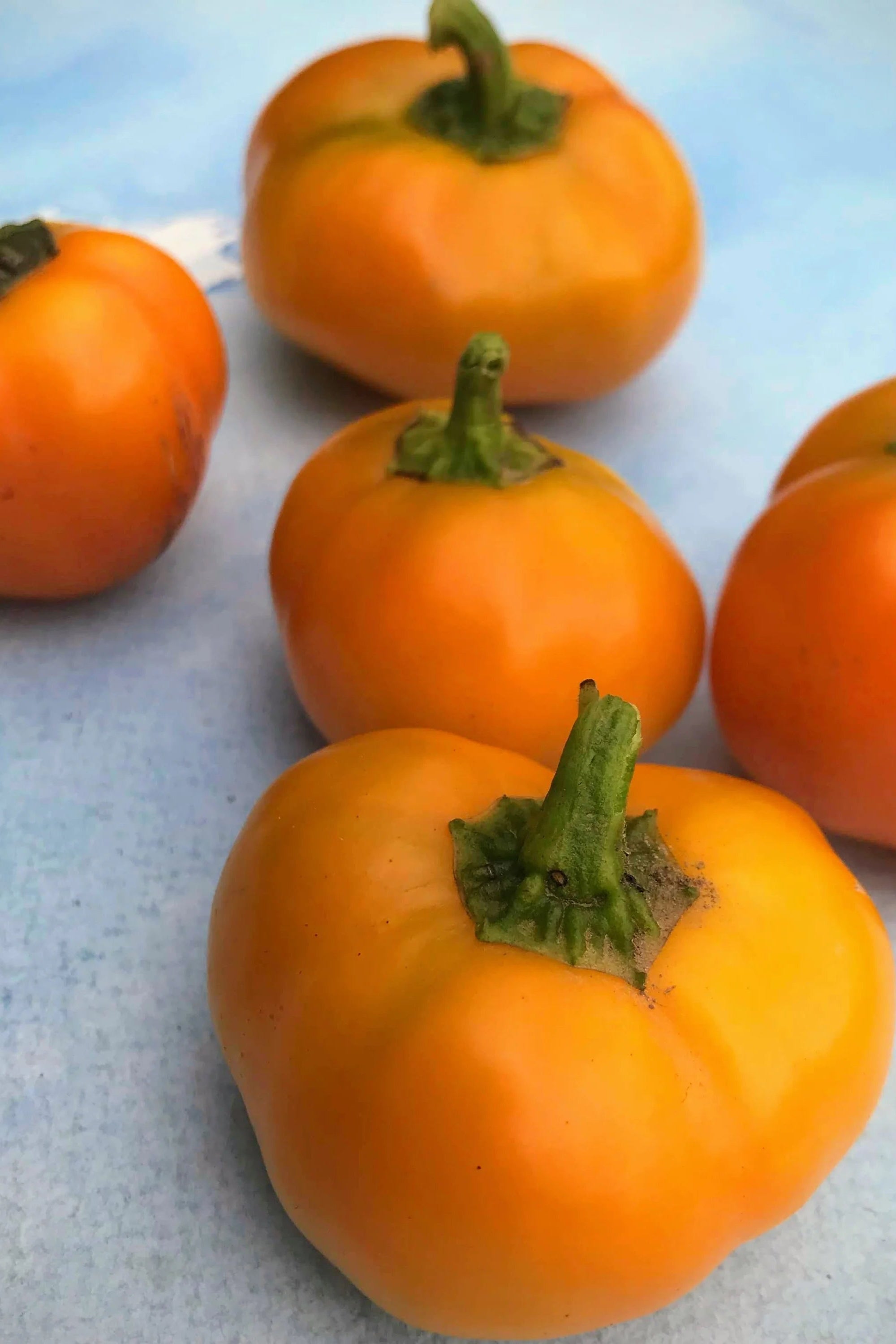 Orange Doe tomatoes with green stems on a light blue surface ©Hudson Valley Seed Co.