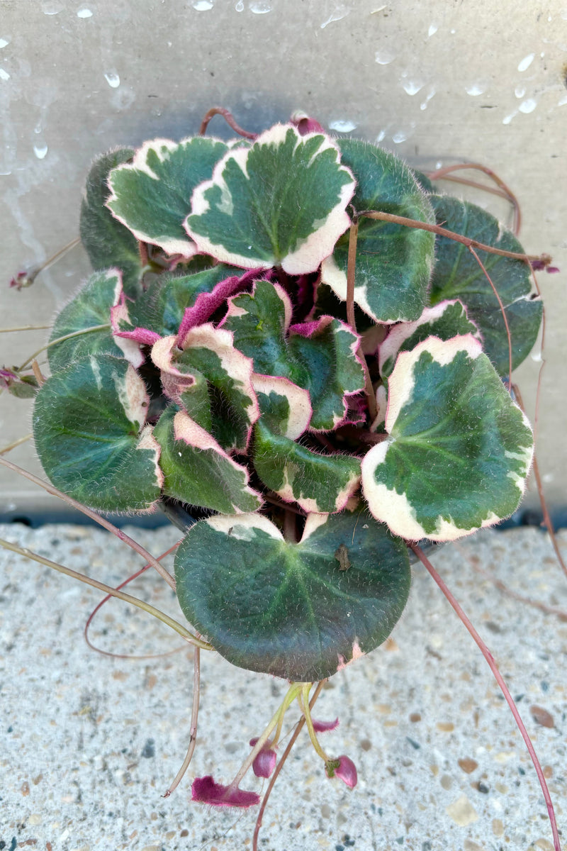 Mounding plant with green and white scalloped leaves and pink undersides against cement background