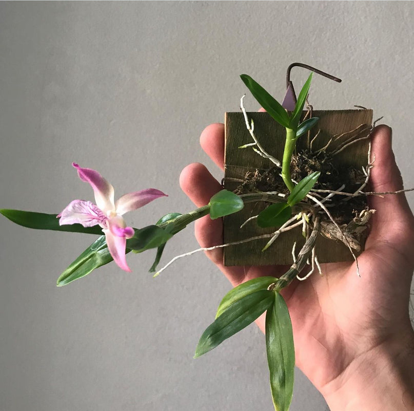 Hand holding a mounted orchid in bloom