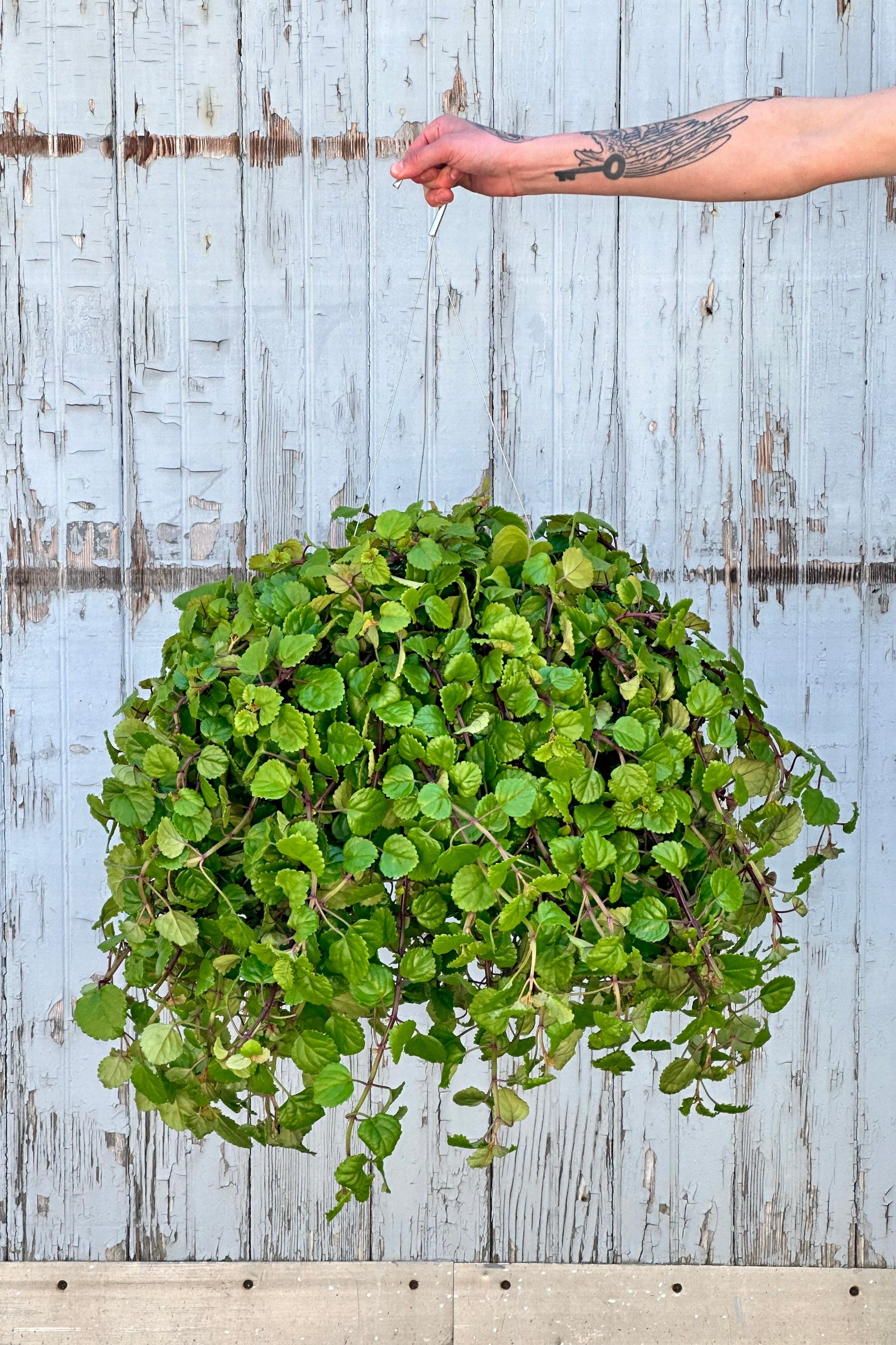 Plectranthus australis "Swedish Ivy" plant with round, fleshy, bright green leaves on trailing red stems in a hanging basket against a grey wall.  ©Sprout Home