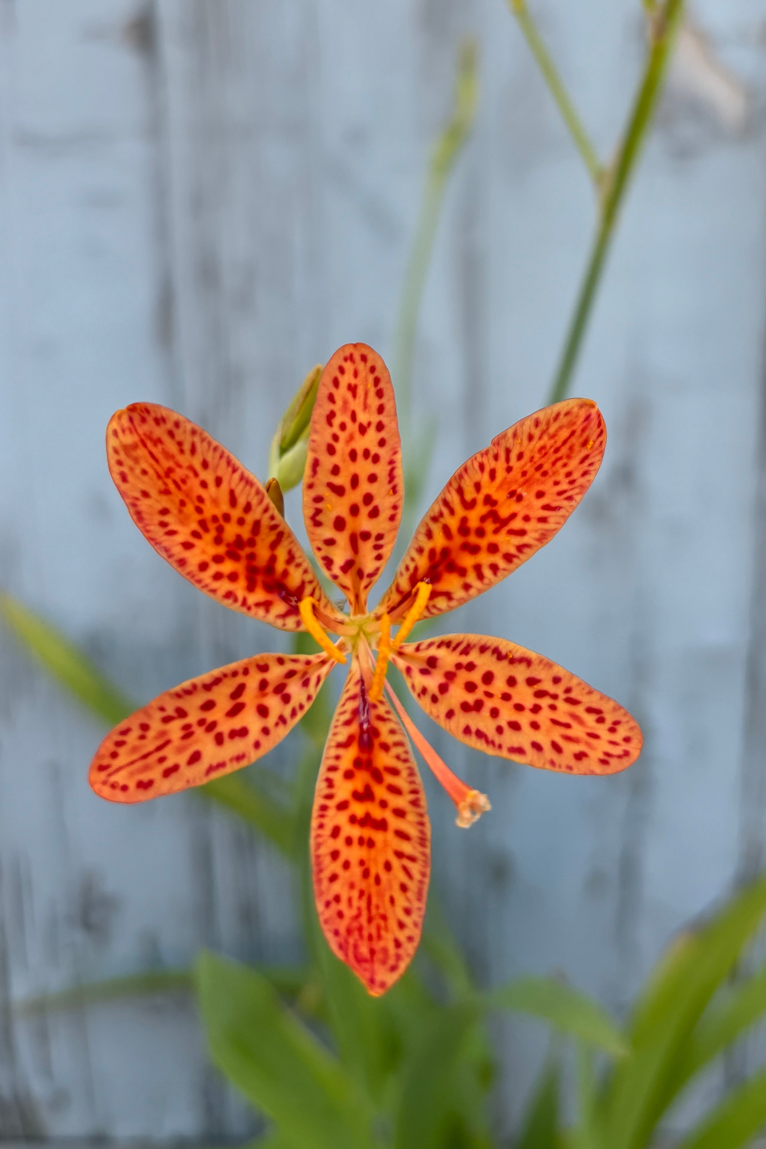 Belamcanda chinensis is an orange five petaled flower with red spots on branching green stems against grey wall