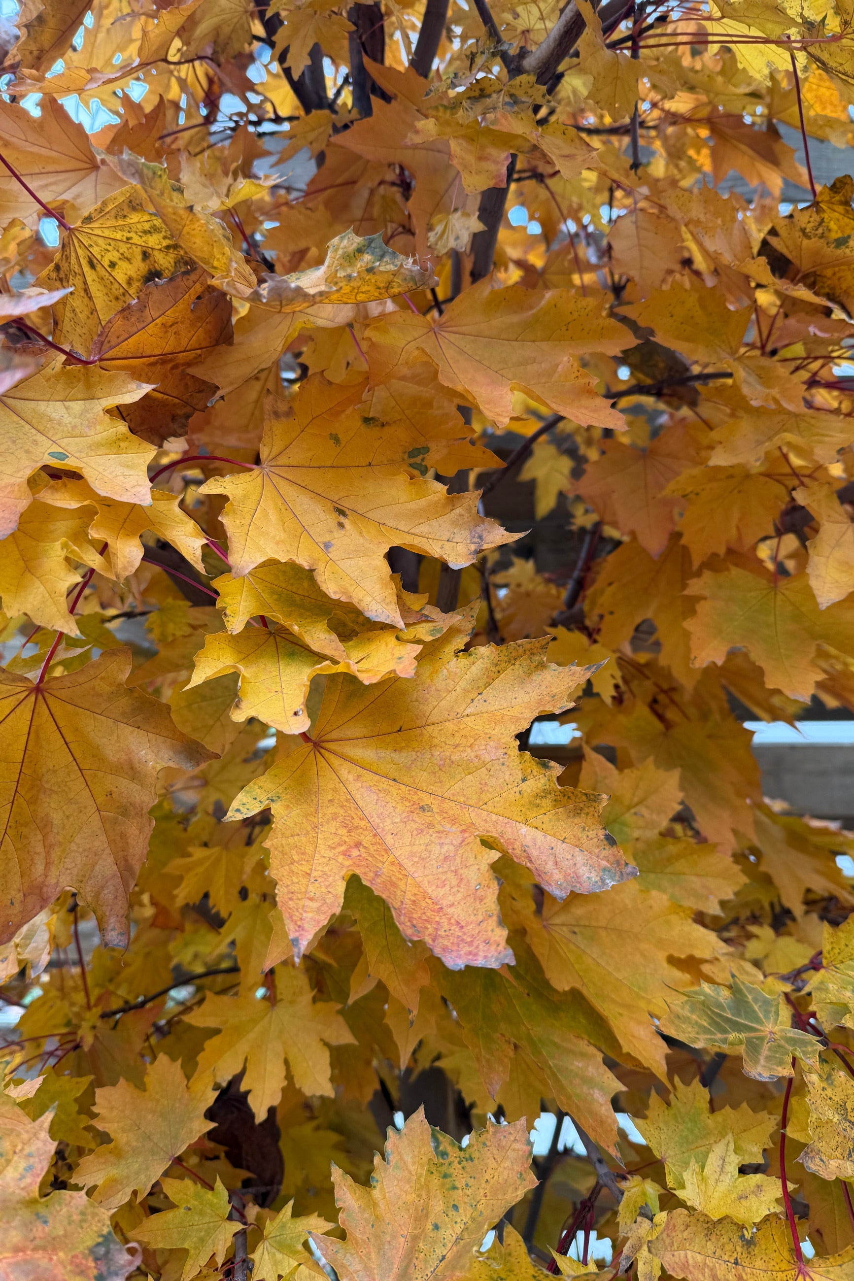 Close-up Acer platanoides 'Crimson Sentry' leaves the end of November ©Sprout Home