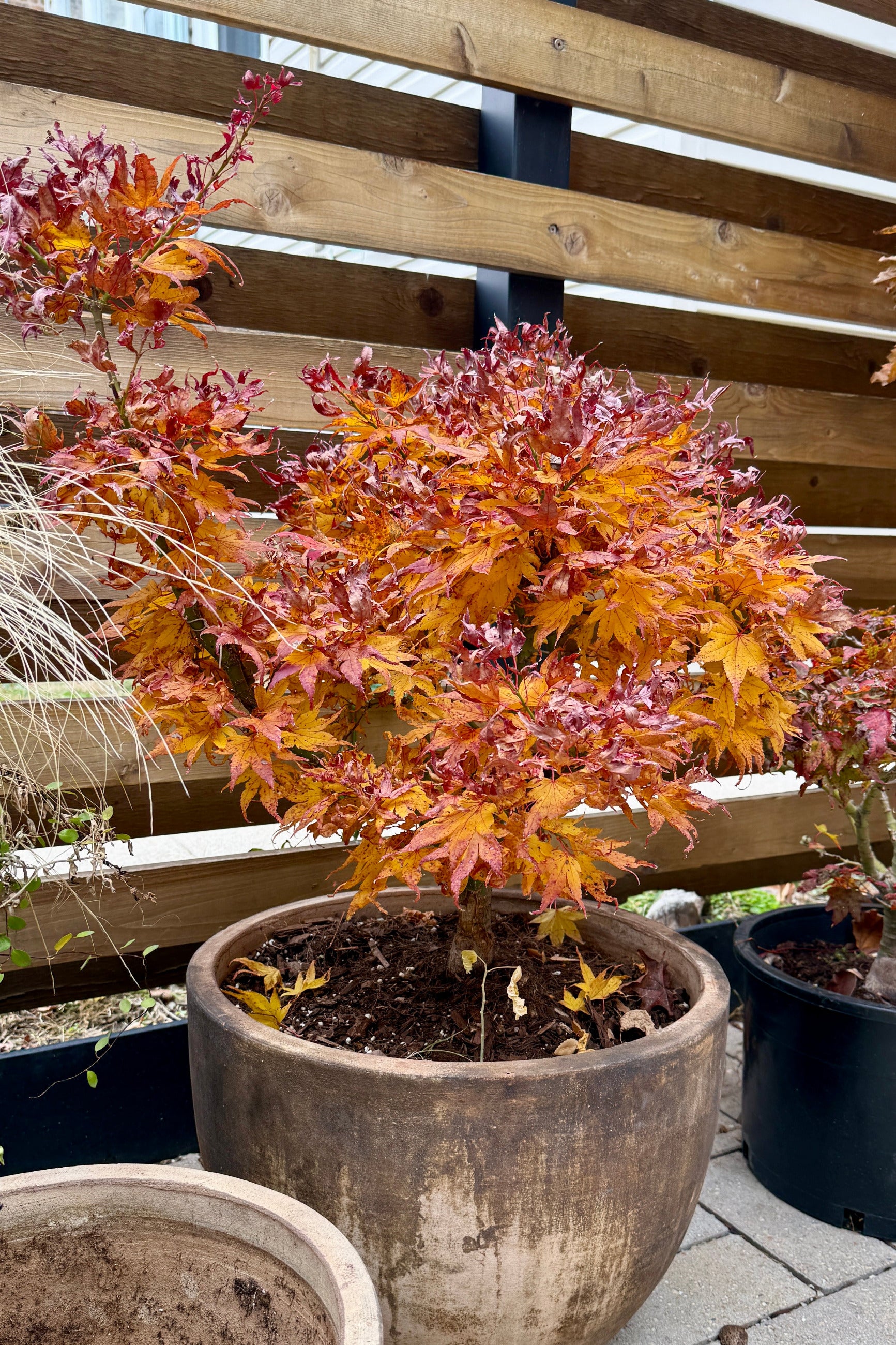 Potted Acer palmatum 'Mikawa Yatsubusa' plant with autumn-colored leaves  the end of November in front of a wooden fence ©Sprout Home