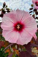 Hibiscus 'Dark Mystery' #3