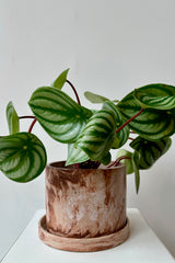 Marbled brown and white varnished cement planter with drain hole and saucer displayed with a plant against a white wall