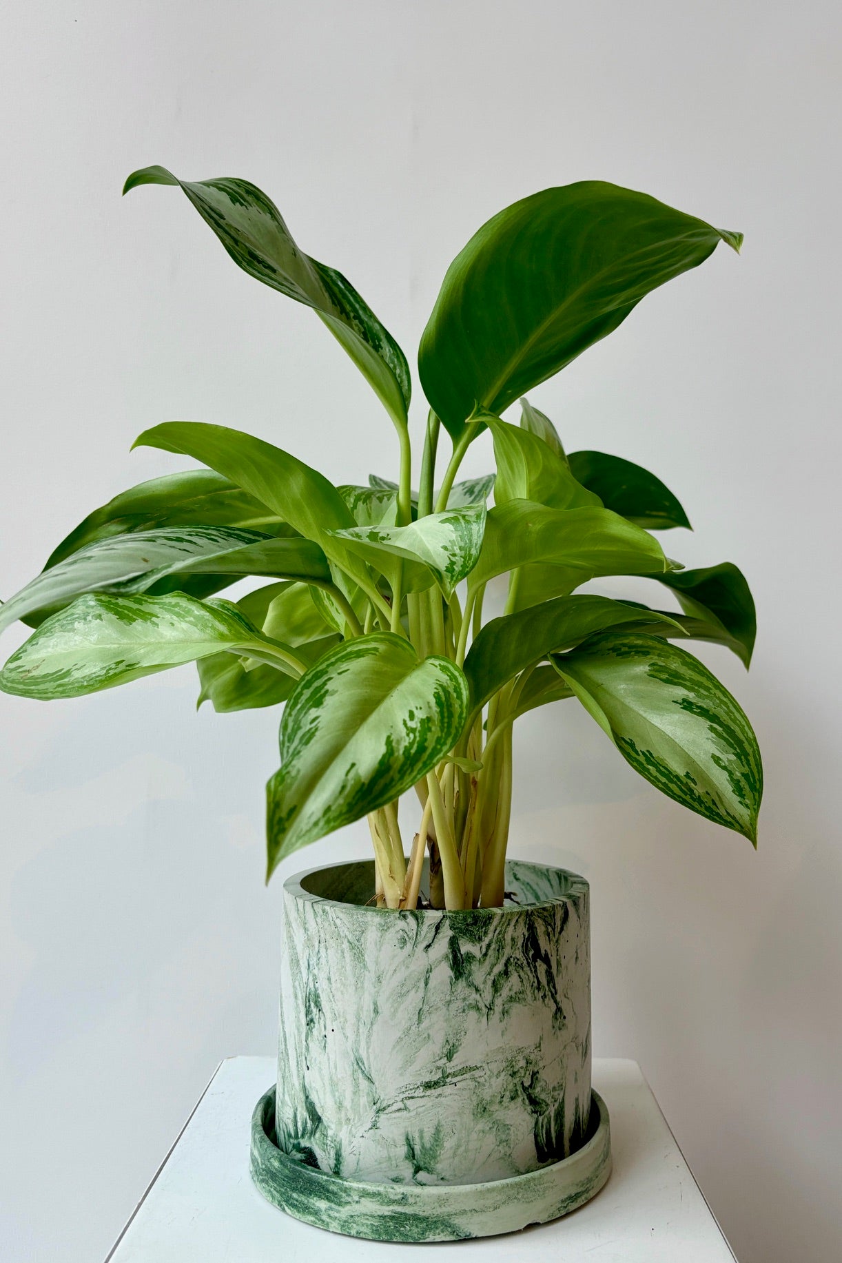 Marbled green and white varnished cement planter with drain hole and saucer displayed with a plant against a white wall