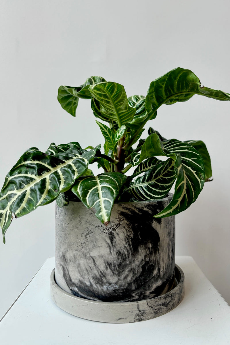 Marbled black and white varnished cement planter with drain hole and saucer displayed with a plant against a white wall