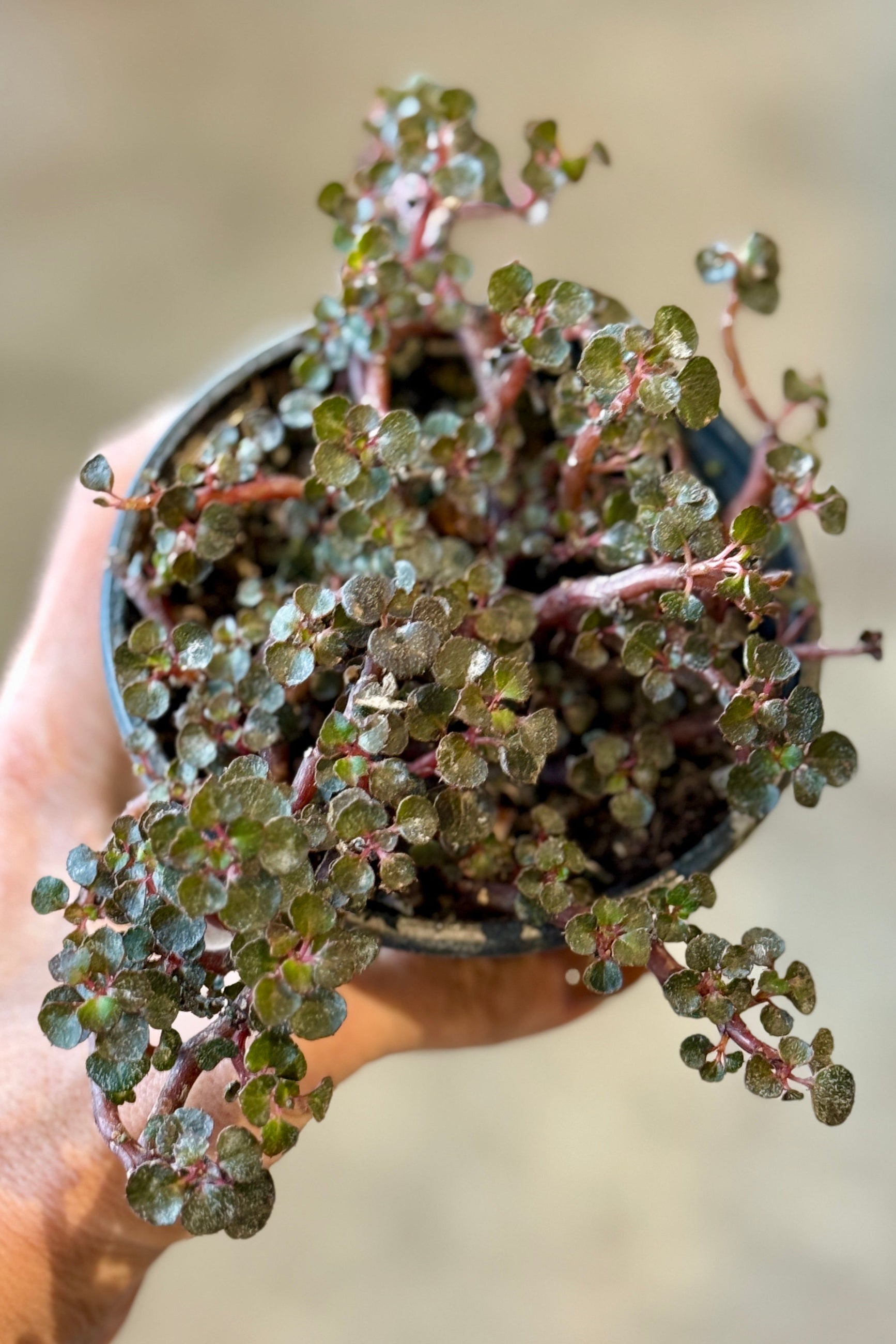 Small potted Impatiens repens plant held in a hand with a blurred background ©Sprout Home