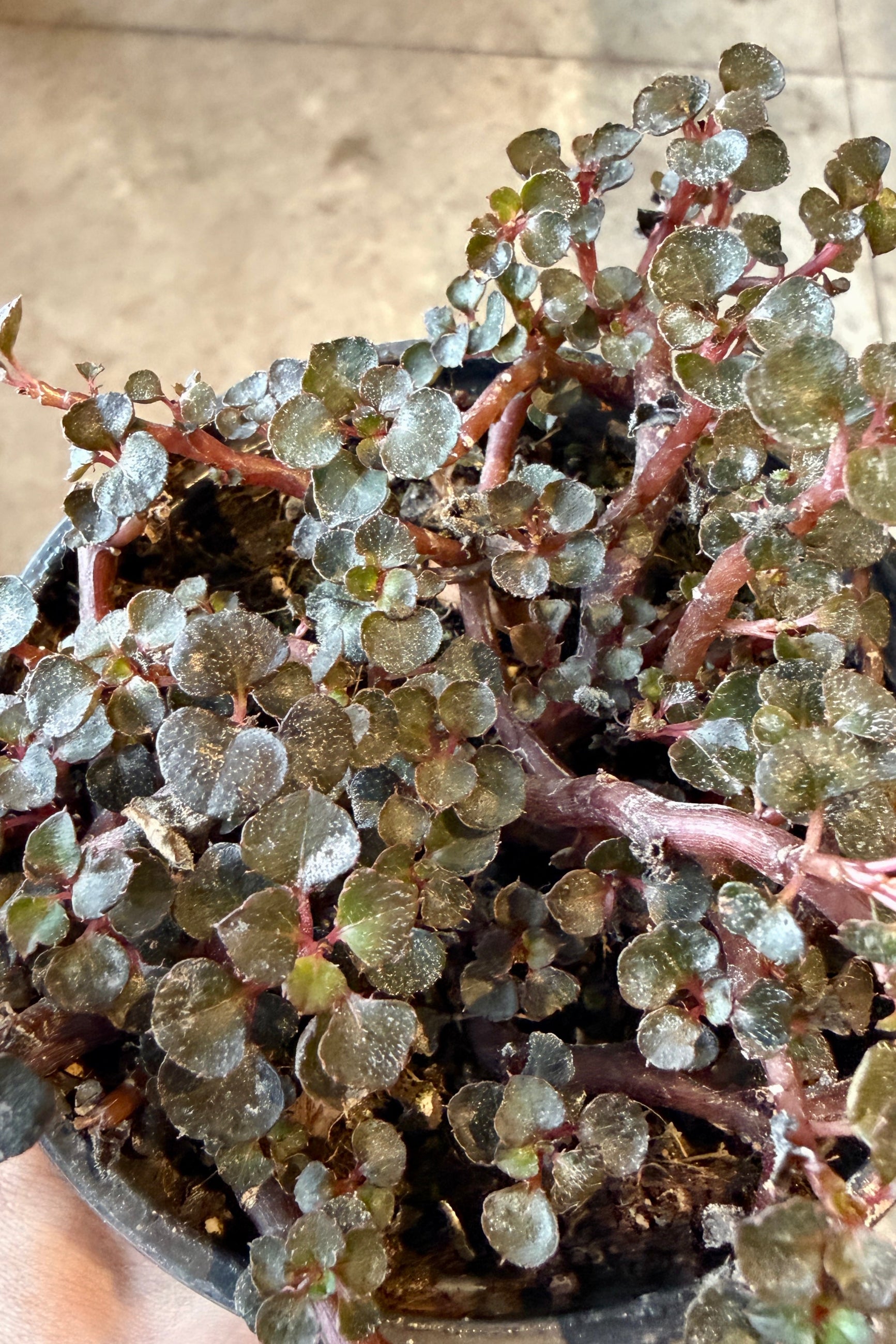 Close-up of a potted Impatiens repens plant with small green  burgundy leaves. ©Sprout Home