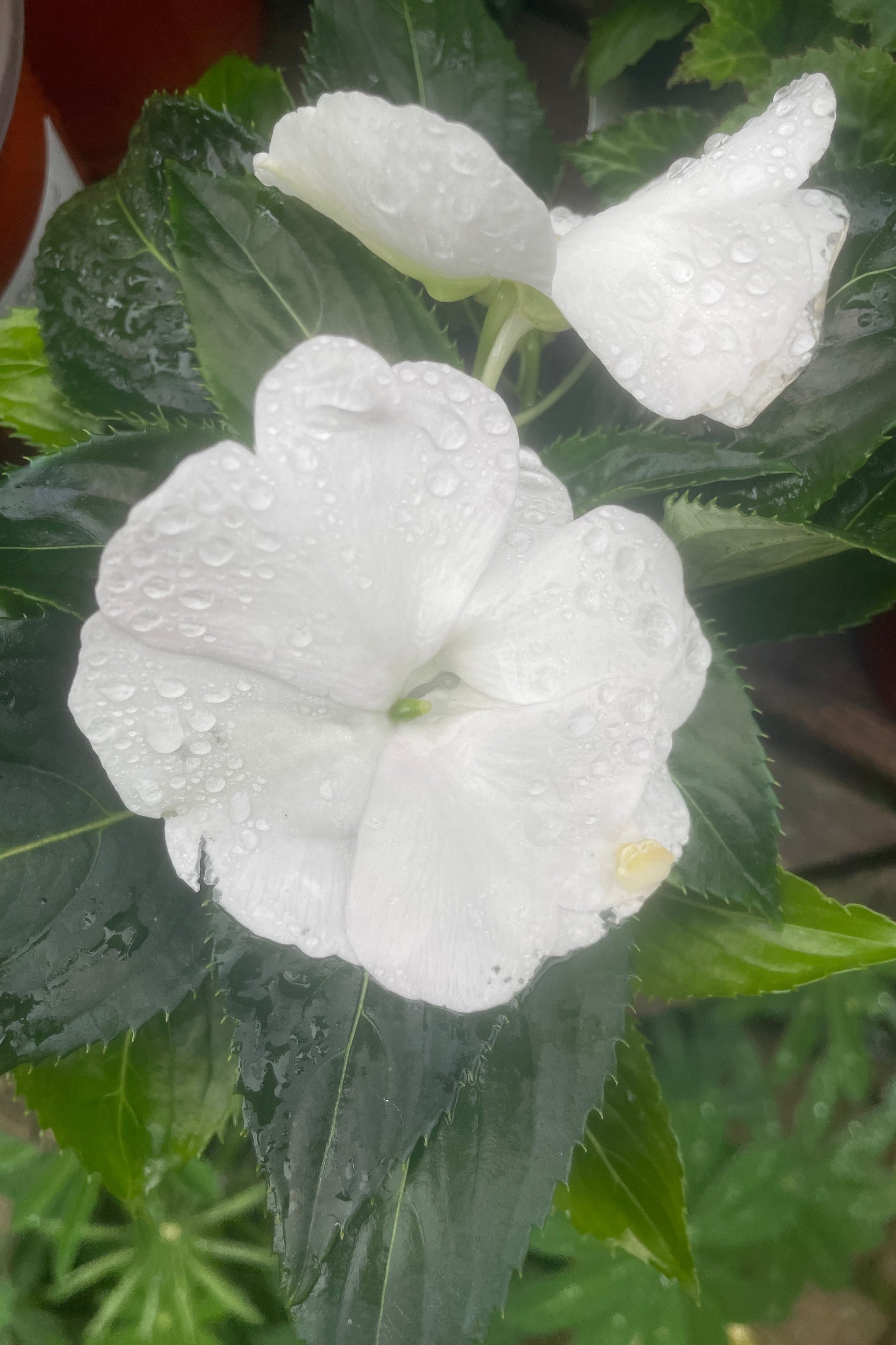 Impatiens New Guinea 'Petticoat White' in bloom showing two large white flowers mid May at Sprout Home.  ©Sprout Home