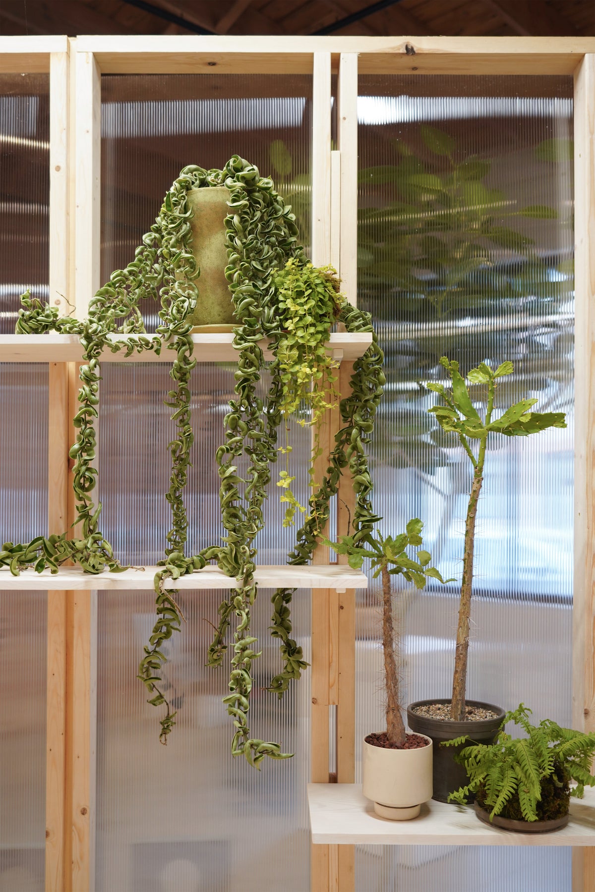Hoya carnosa compacta in Tall Clay sitting on a shelf in the working Verde studio @Installation view of VERDE at Secrist Beach SATELLITE.