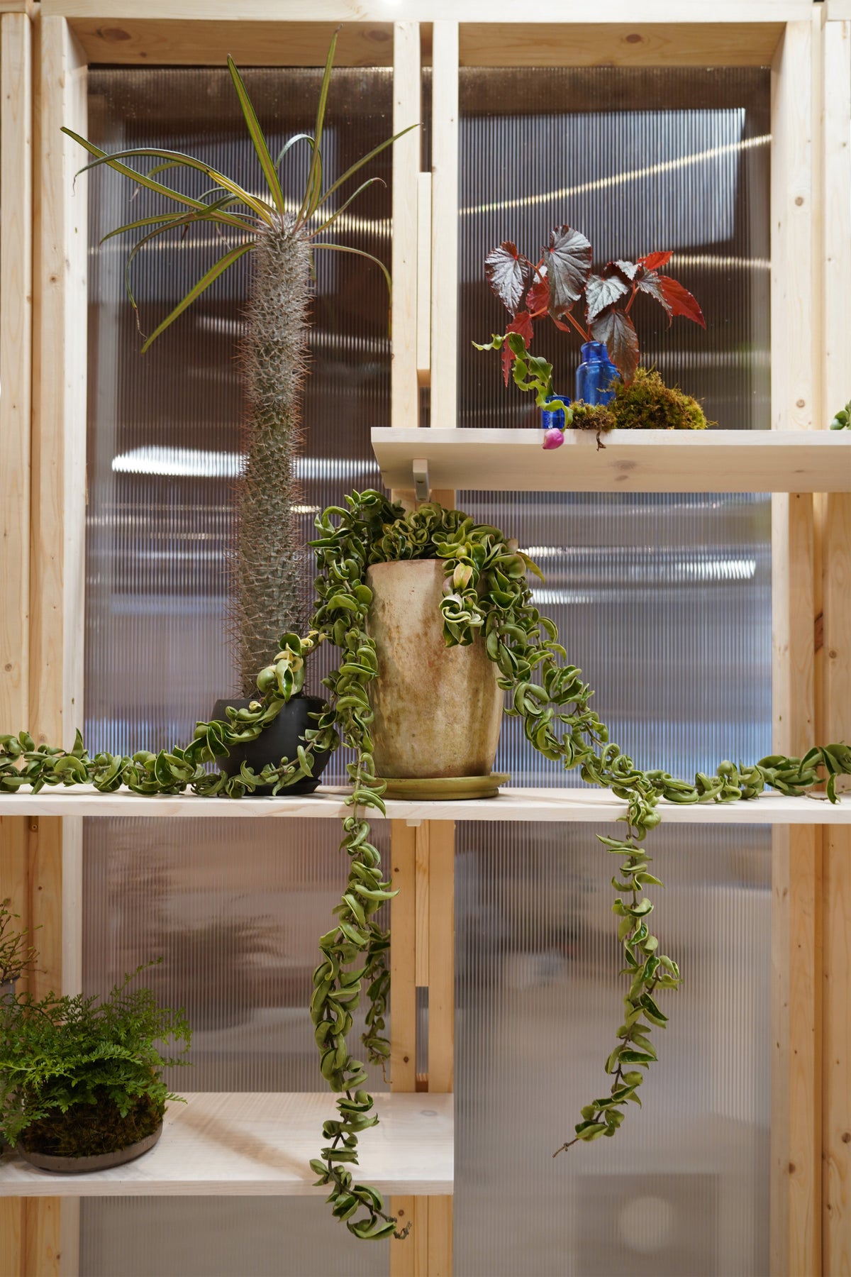 Hoya carnosa compacta in Tall Clay on the Studio installation shelves©Installation view of VERDE at Secrist Beach SATELLITE